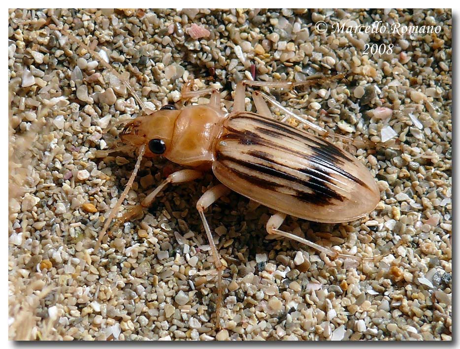 Un incontro insperato : Eurynebria complanata (Carabidae)